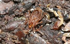 Pettalidae