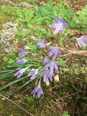 Triteleia bridgesii