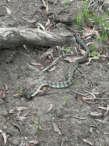 Tiger Snake sighting