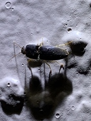 Heteroderes amplicollis