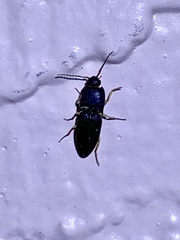 Heteroderes amplicollis