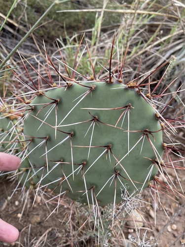 Image of Opuntia tortispina by (c) Sam Kieschnick, some rights reserved (CC BY)