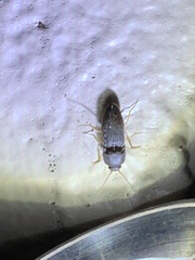 Heteroderes amplicollis