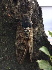 Graptopsaltria nigrofuscata