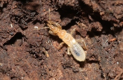 Enicocephalomorpha