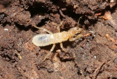 Enicocephalomorpha