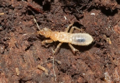Enicocephalomorpha