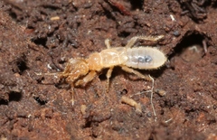 Enicocephalomorpha