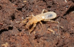 Enicocephalomorpha