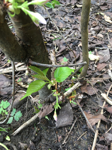 Image of Prunus serrulata by no rights reserved