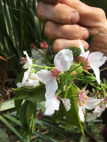 Image of Prunus serrulata by no rights reserved