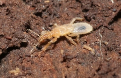 Enicocephalomorpha