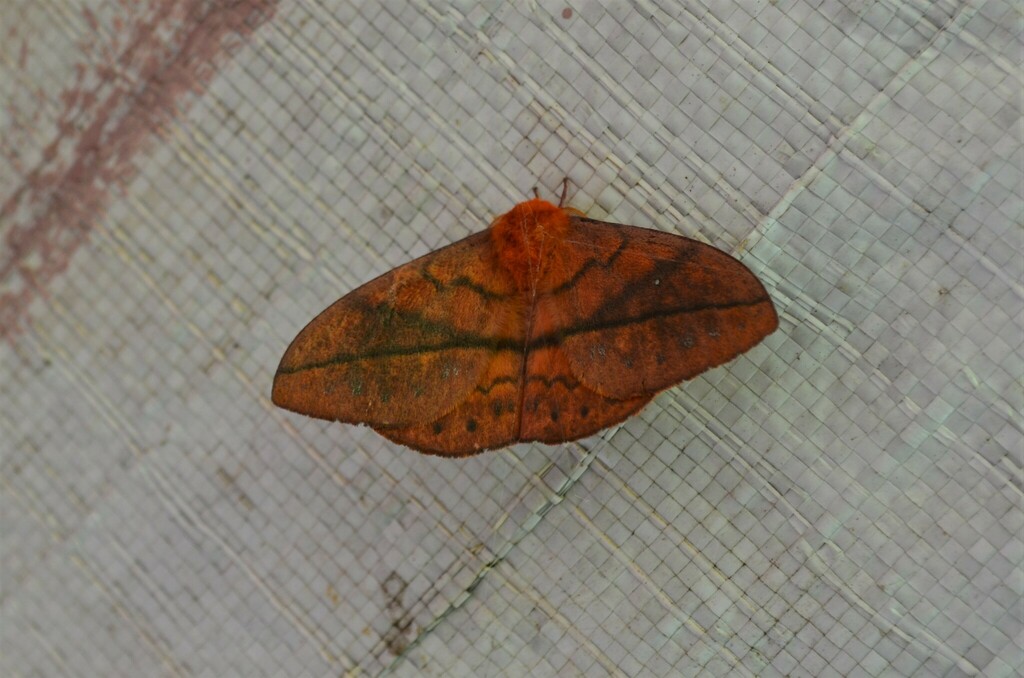 Maltagorea