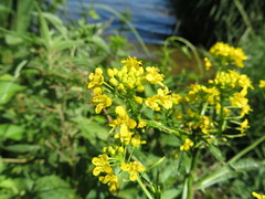 Rorippa amphibia