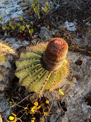 Melocactus intortus