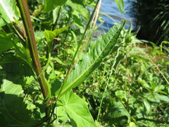 Rorippa amphibia