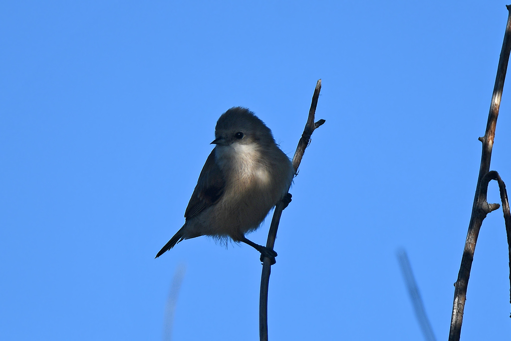 White-crowned Penduline Tit