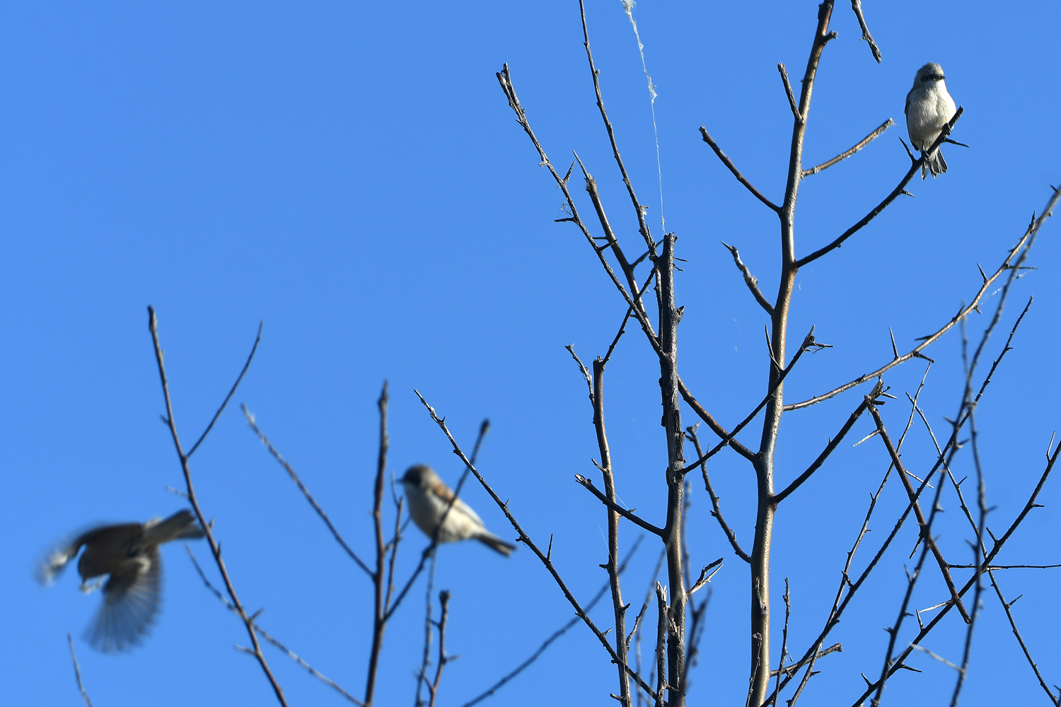 White-crowned Penduline Tit