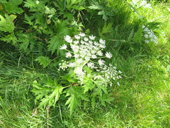 Heracleum mantegazzianum