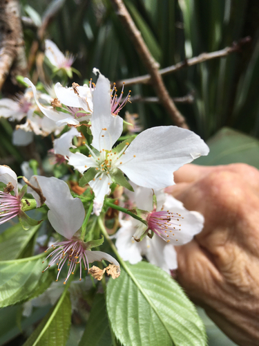 Image of Prunus serrulata by no rights reserved