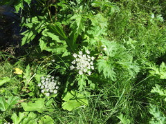 Heracleum mantegazzianum