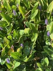 Pontederia cordata