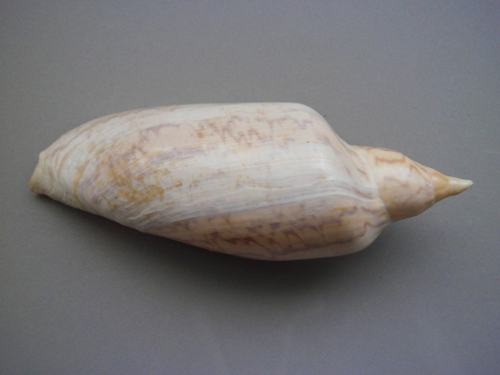Zidona dufresnii