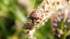 Dolycoris