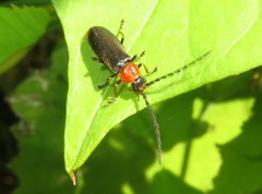 Silis ruficollis