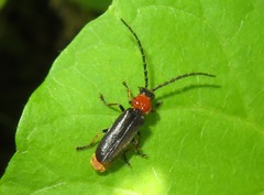 Silis ruficollis