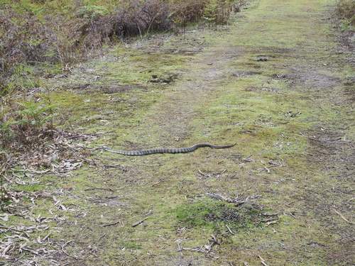 Tiger Snake sighting