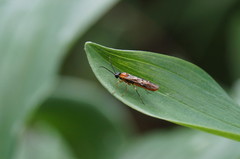 Thrinax dubitata