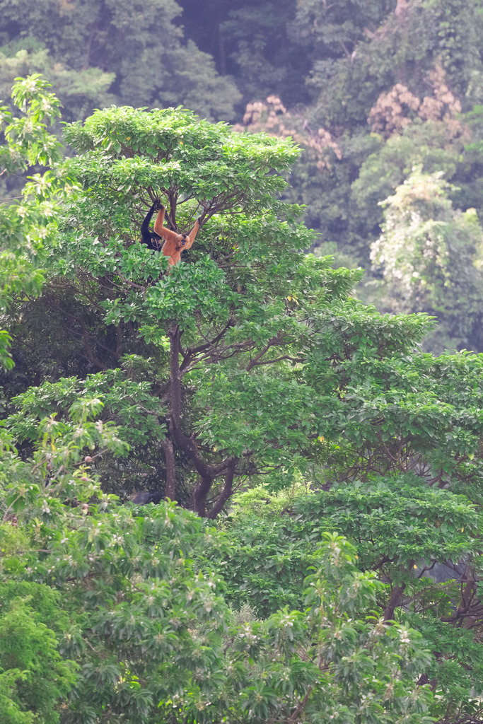 Northern Yellow-cheeked Gibbon