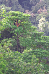 Northern Yellow-Cheeked Crested Gibbon photo 3