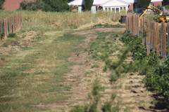 Callipepla californica