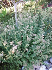 Origanum