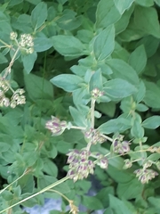 Origanum