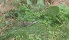 Junco hyemalis image