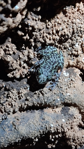 Long-footed Chirping Frog, Eleutherodactylus longipes