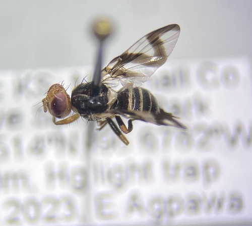 Rhagoletotrypeta rohweri