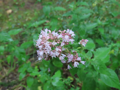 Origanum vulgare