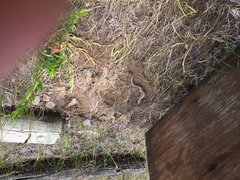 Plestiodon septentrionalis