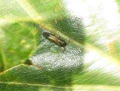 Agrilus laticornis