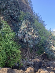 Pandanus vandermeeschii