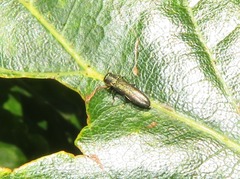 Agrilus laticornis