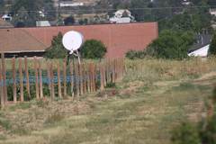 Callipepla californica