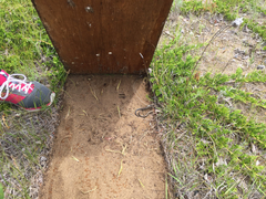 Plestiodon septentrionalis