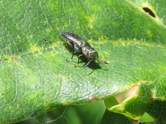 Agrilus laticornis
