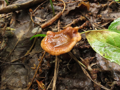 Infundibulicybe squamulosa