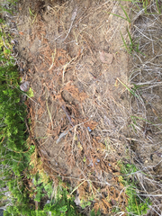 Plestiodon septentrionalis